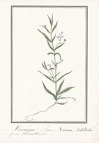 Veronique a Leusson / Veronica scutellata - Schild-Ehrenpreis marsh speedwell / Botanik botany / Blume flower