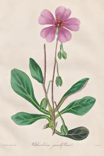 Calandrinia Grandiflora - Chile / Pflanze Planzen plant plants / flower flowers Blume Blumen / botanical Botan
