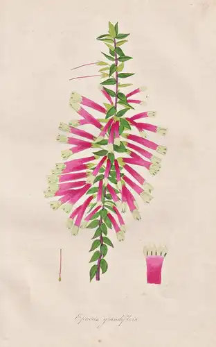 Epacris Grandiflora - Australia Australien / Pflanze Planzen plant plants / flower flowers Blume Blumen / bota