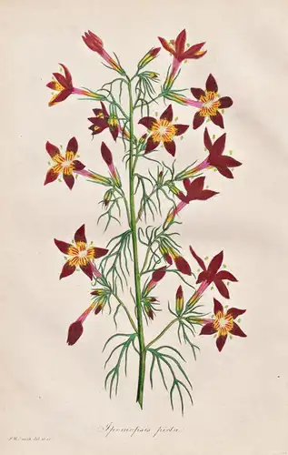 Ipomopsis Picta - America Amerika / Pflanze Planzen plant plants / flower flowers Blume Blumen / botanical Bot