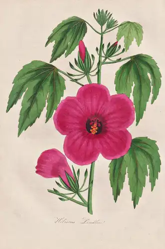 Hibiscus Lindlei -  Myanmar / Pflanze Planzen plant plants / flower flowers Blume Blumen / botanical Botanik b