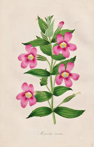 Mimulus Roseus - California Kalifornien / Pflanze Planzen plant plants / flower flowers Blume Blumen / botanic