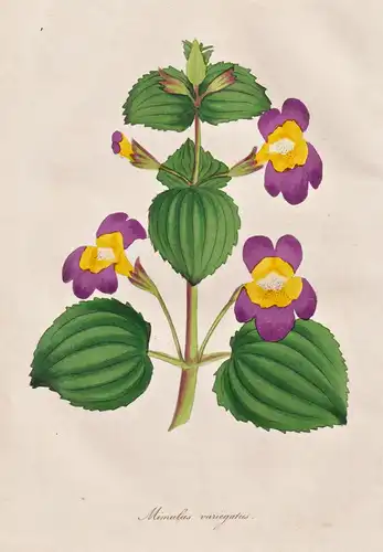 Mimulus Variegatus -  Chile / Pflanze Planzen plant plants / flower flowers Blume Blumen / botanical Botanik b