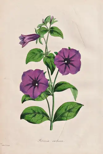 Petunia Violacea - Argentina Argentinien / Pflanze Planzen plant plants / flower flowers Blume Blumen / botani