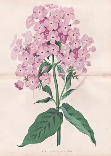 Phlox Cordata Grandiflora - Pflanze Planzen plant plants / flower flowers Blume Blumen / botanical Botanik bot