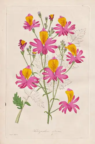 Schizanthus Retusus - Chile / Pflanze Planzen plant plants / flower flowers Blume Blumen / botanical Botanik b