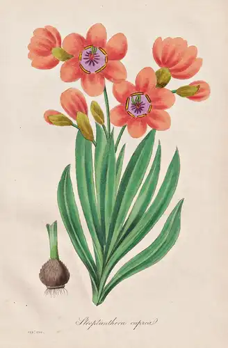 Streptanthera cupreal - Primula auricula / Pflanze Planzen plant plants / flower flowers Blume Blumen / botani