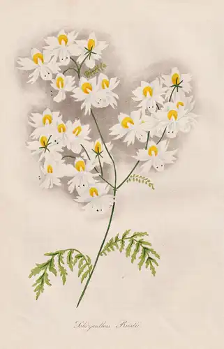 Schizanthus Priestii - Pflanze Planzen plant plants / flower flowers Blume Blumen / botanical Botanik botany /