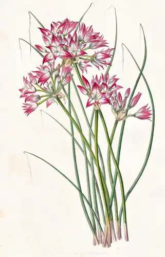 Allium Acuminatum - Blume flower flowers Blume Botanik botanical botany