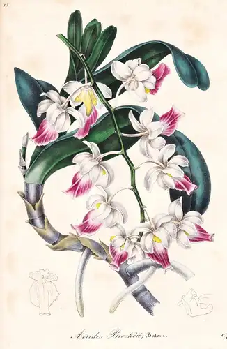 Aerides Brookii - India Indien / Orchid Orchidee / Blume flower flowers Blumen Botanik botanical botany