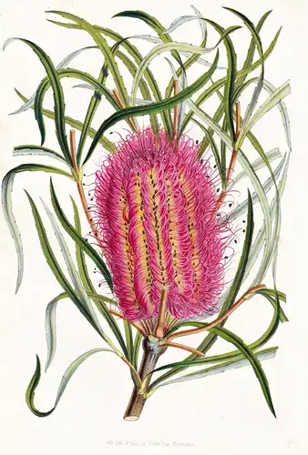 Banksia Occidentalis - Blume flower flowers Blume Botanik botanical botany