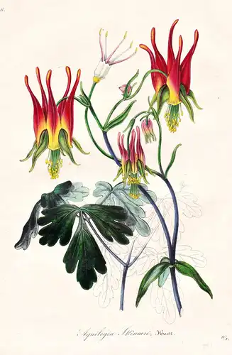 Aquilegia Skinneri - North America Nordamerika / Blume flower flowers Blumen Botanik botanical botany