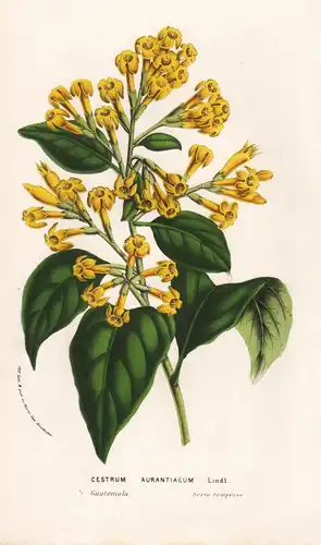 Cestrum Aurantiacum - Guatemala / Blume flower flowers Blumen Botanik botanical botany