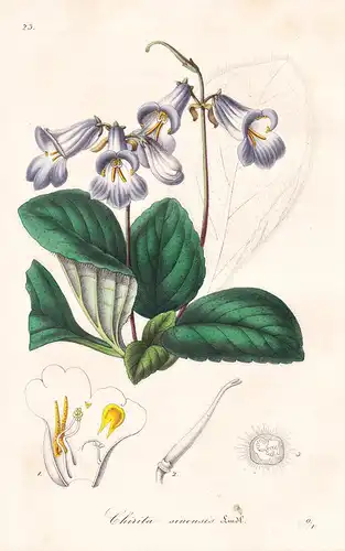 Chirita Sinensis - China / Blume flower flowers Blumen Botanik botanical botany