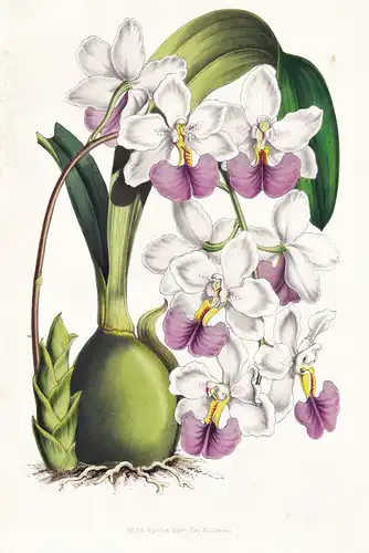 Odontoglossum Citrosmum - Mexico Mexiko / Orchidee Orchid / Blume flower flowers Blume Botanik botanical botan