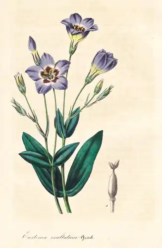 Eustoma Exaltatum - North America Nordamerika / Blume flower flowers Blumen Botanik botanical botany