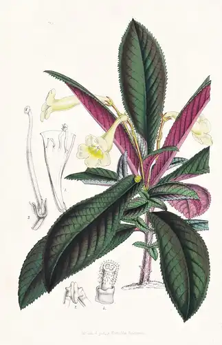Didymocarpus Crinitus - Blume flower flowers Blume Botanik botanical botany