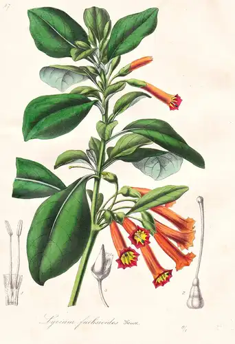 Lycium Fuchsioides - Colombia Kolumbien / Blume flower flowers Blumen Botanik botanical botany