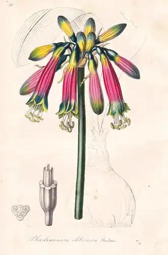 Phaedranassa Chloracra - Peru / Blume flower flowers Blumen Botanik botanical botany