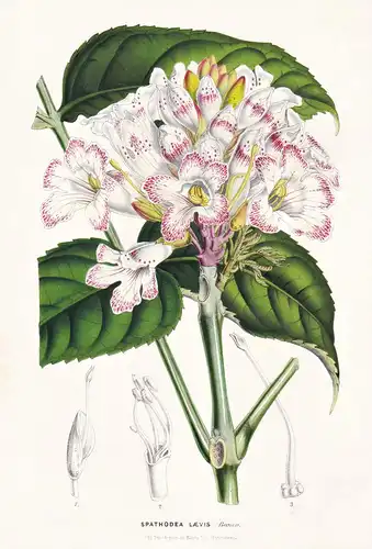 Spathodea Laevis - Sierra Leone / Blume flower flowers Blume Botanik botanical botany