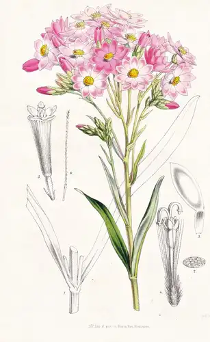 Schoenia Oppositifolia - Australia Australien / Blume flower flowers Blume Botanik botanical botany