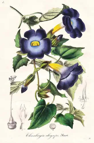 Thunbergia Chrysops -  Sierra Leone / Blume flower flowers Blumen Botanik botanical botany