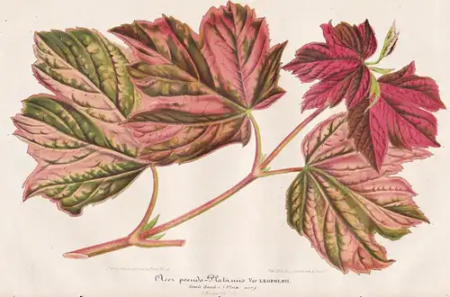 Acer-pseudo-Platanus - Berg-Ahorn sycamore tree Botanik botany botanical