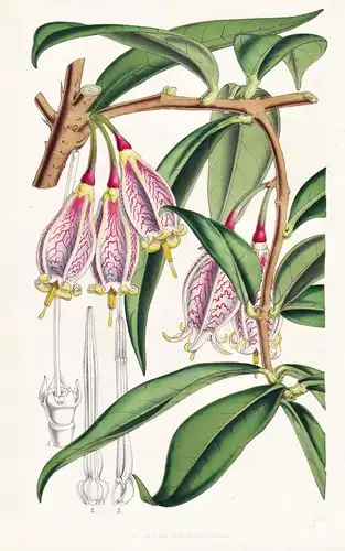 Thibaudia Macrantha - Colombia Kolumbien / Blume flower flowers Blume Botanik botanical botany