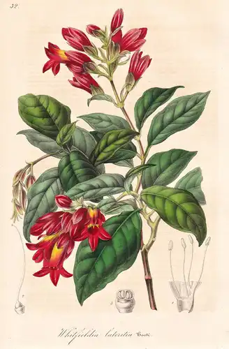 Whitfieldia Lateritia - Sierra Leone / Blume flower flowers Blumen Botanik botanical botany