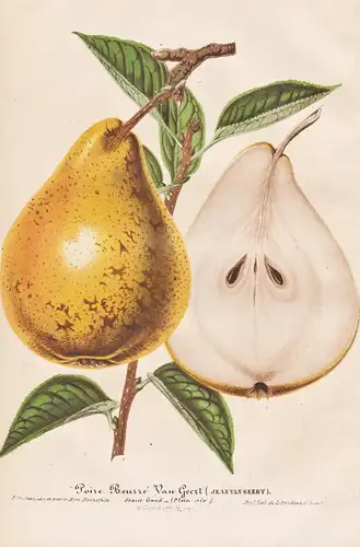 Poire Beurre Jean van Geert - Birne pear Birnbaum / botanical Botanik Botany