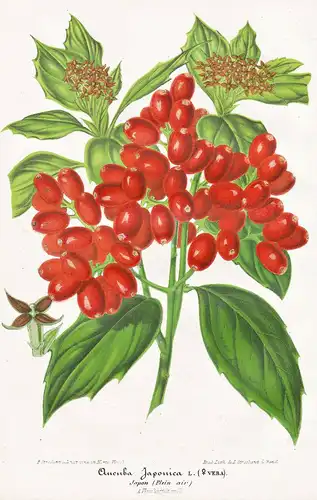 Aucuba Japonica - Aukuben Aukube Goldorangen / China Himalaya Pflanze plant flower flowers Blume Blumen Botani