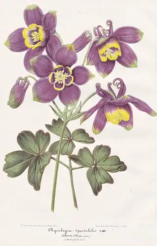 Aquilegia spectabilis - granny's bonnet columbine / flowers Blumen flower Blume Botanik botany botanical