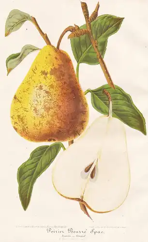 Poire Beurre Spae - Birne pear Birnbaum / botanical Botanik Botany
