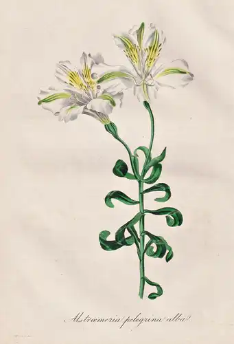 Alstroemeria Pelegrina Alba - Peru / Pflanze Planzen plant plants / flower flowers Blume Blumen / botanical Bo