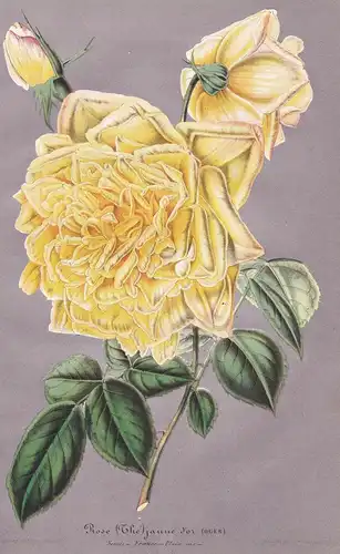 Rose (Thé) jaune d'or - yellow rose Rosen roses flower flowers Blume Blumen Botanik botany botanical