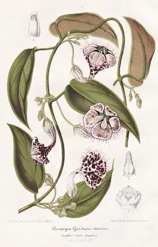 Ceropegia Gardneri - Leuchterblumen / Sri Lanka / flower flowers Blume Blumen Botanik botany botanical