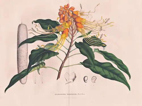 Steriphoma Paradoxum - Venezuela / Blume flower flowers Blumen Botanik botanical botany