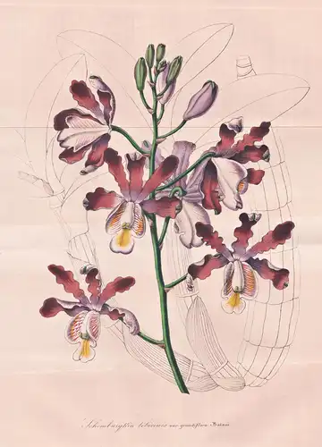 Schomburgkia Tibicinis, var. Grandiflora - Guatemala / Orchid Orchidee / Blume flower flowers Blumen Botanik b