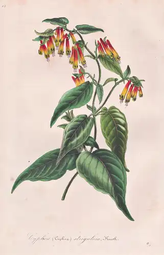 Cyphea Cuphea Strigulosa - Köcherblümchen Cuphea cupheas cigar plants / Mexico Mexiko / flower Blume botanical