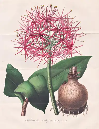 Haemanthus Multiflorus - Sierra Leone / Blume flower flowers Blumen Botanik botanical botany