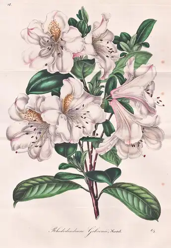 Rhododendrum Gibsonii - Rhododendron / flower flowers Blume Blumen botanical Botanik Botanical Botany