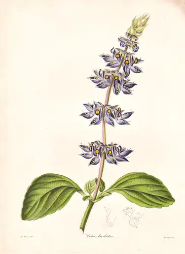 Coleus Barbatus - Africa Afrika / Pflanze Planzen plant plants / flower flowers Blume Blumen / botanical Botan