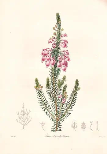 Erica Lambertiana -  Pflanze Planzen plant plants / flower flowers Blume Blumen / botanical Botanik botany / a