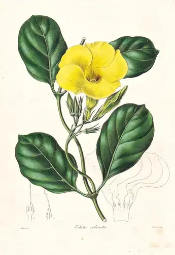 Echites Suberecta - Jamaica Jamaika / Pflanze Planzen plant plants / flower flowers Blume Blumen / botanical B