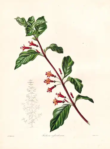 Fuchsia Cylindracea - Mexico Mexiko / Pflanze Planzen plant plants / flower flowers Blume Blumen / botanical B
