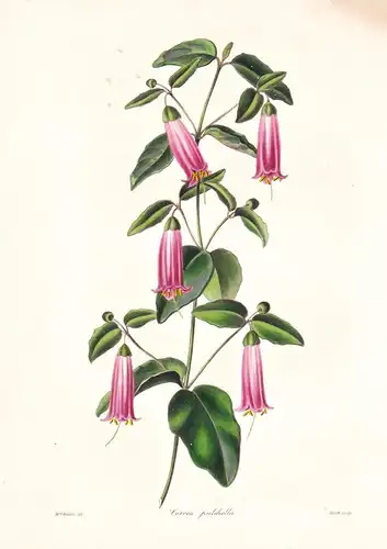 Correa Pulchella - Australia Australien / Pflanze Planzen plant plants / flower flowers Blume Blumen / botanic