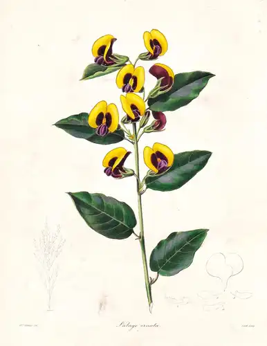 Lalage Ornata - Australia Australien / Pflanze Planzen plant plants / flower flowers Blume Blumen / botanical