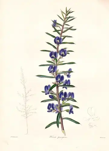 Hovea Pungens - Australia Australien / Pflanze Planzen plant plants / flower flowers Blume Blumen / botanical