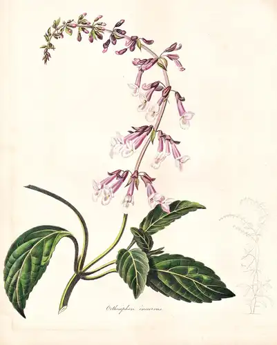 Orthosiphon Incurvus - Africa Afrika / Pflanze Planzen plant plants / flower flowers Blume Blumen / botanical