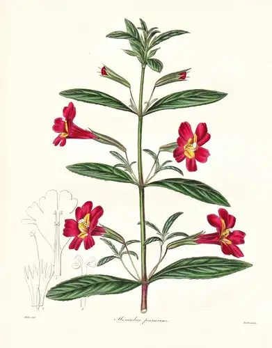 Mimulus Puniceus - America Amerika / Pflanze Planzen plant plants / flower flowers Blume Blumen / botanical Bo